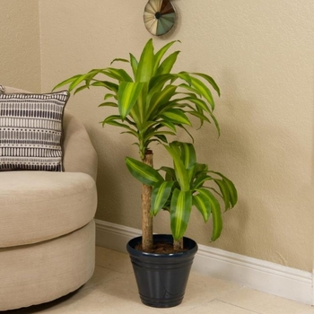 Dracaena massangeana - Mass Cane