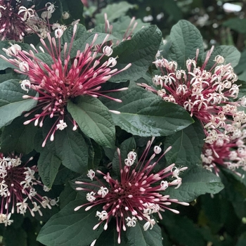 Clerodendrum quadriloculare - Starburst Clerodendrum