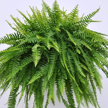 Nephrolepis exaltata - 'Nevada®' Boston Fern