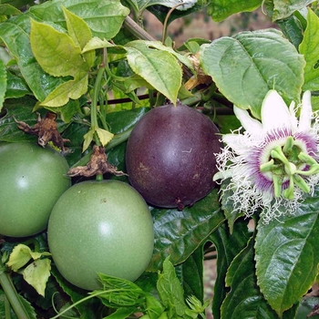 Passiflora edulis - 'Possum Purple' Passion Fruit