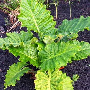 Alocasia - 'Low Rider' Alocasia Elephant Ear