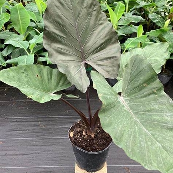 Colocasia esculenta - Metal Head Taro Colocasia