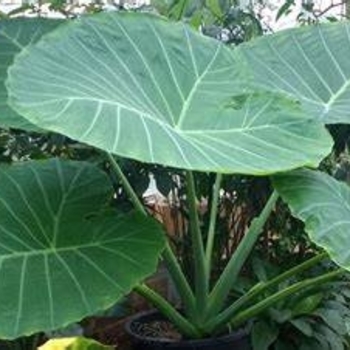 Colocasia gigantea - Giganta Thailand Colocasia