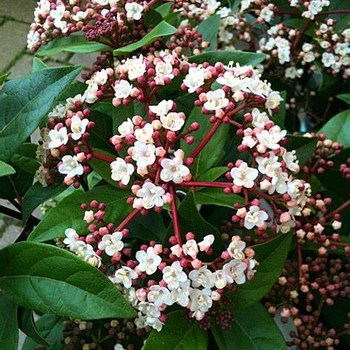 Viburnum obovatum - Schiller's Viburnum