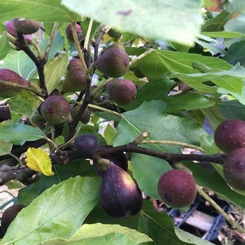 Ficus carica - 'Violette De Bordeaux' Fig