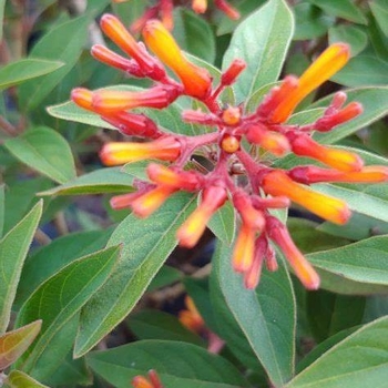 Hamelia patens - 'Firefly' Firebush