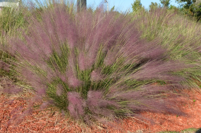 Muhly Grass - Muhlenbergia capillaris from Hand Cart Garden Center