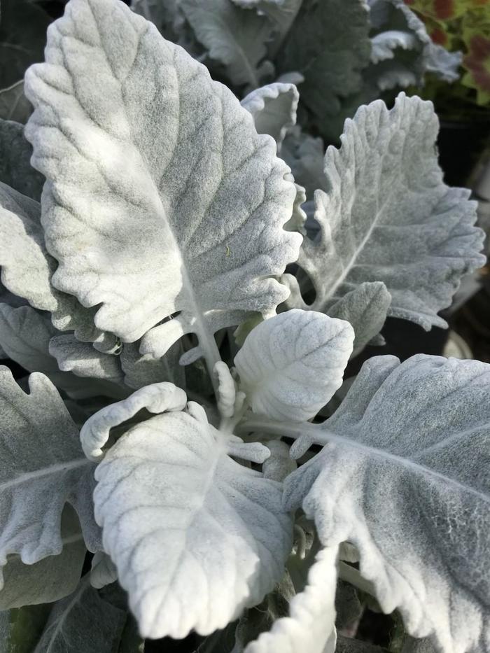 Dusty Miller - Centaurea cineraria from Hand Cart Garden Center